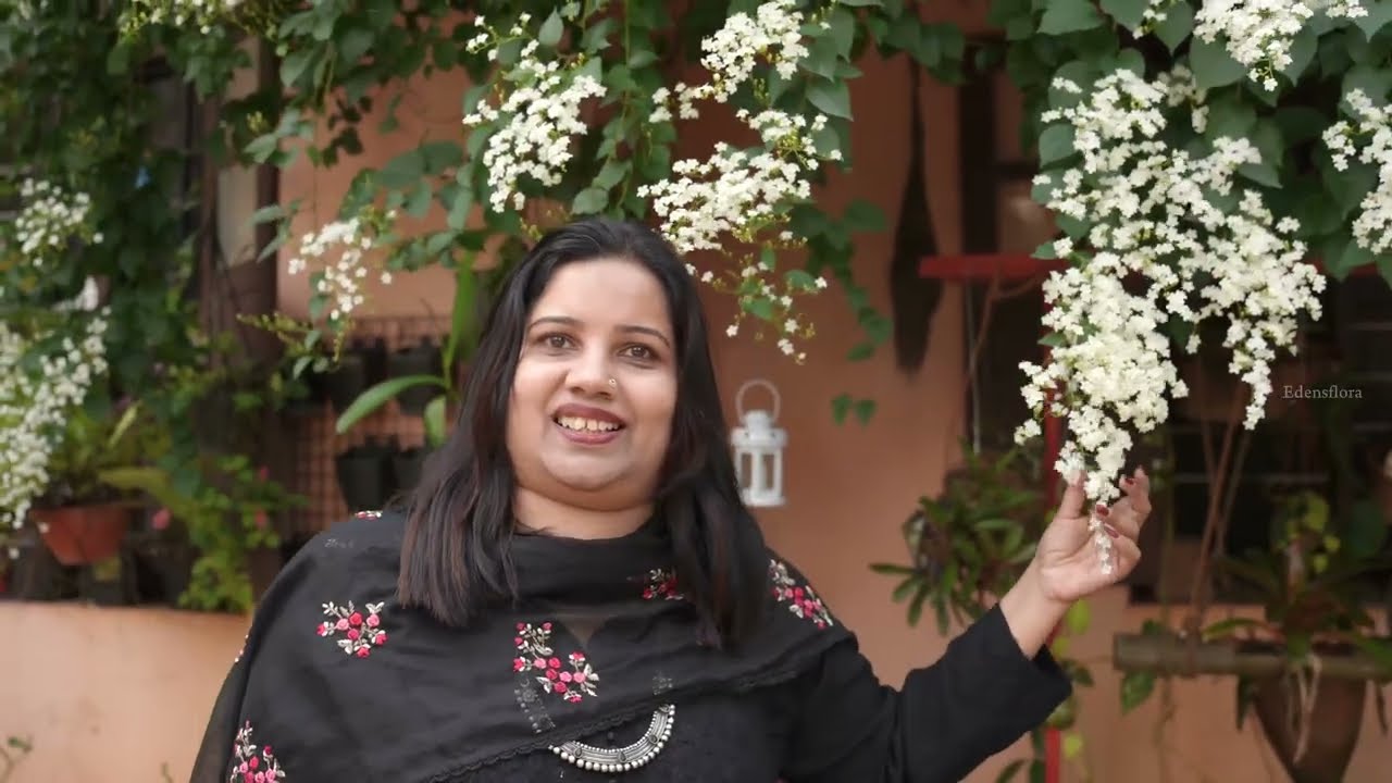തിരുവല്ലയിലെ മണിമുല്ല വസന്തം! Manimulla flowering ||garden tour|| Plant Giveaway 