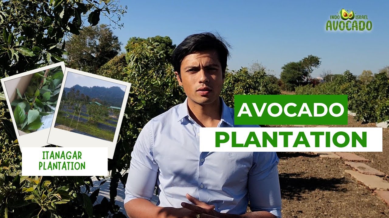 Customer review on delivery | Indo Israel Avocado Vlog 192 | +91-6268643227
