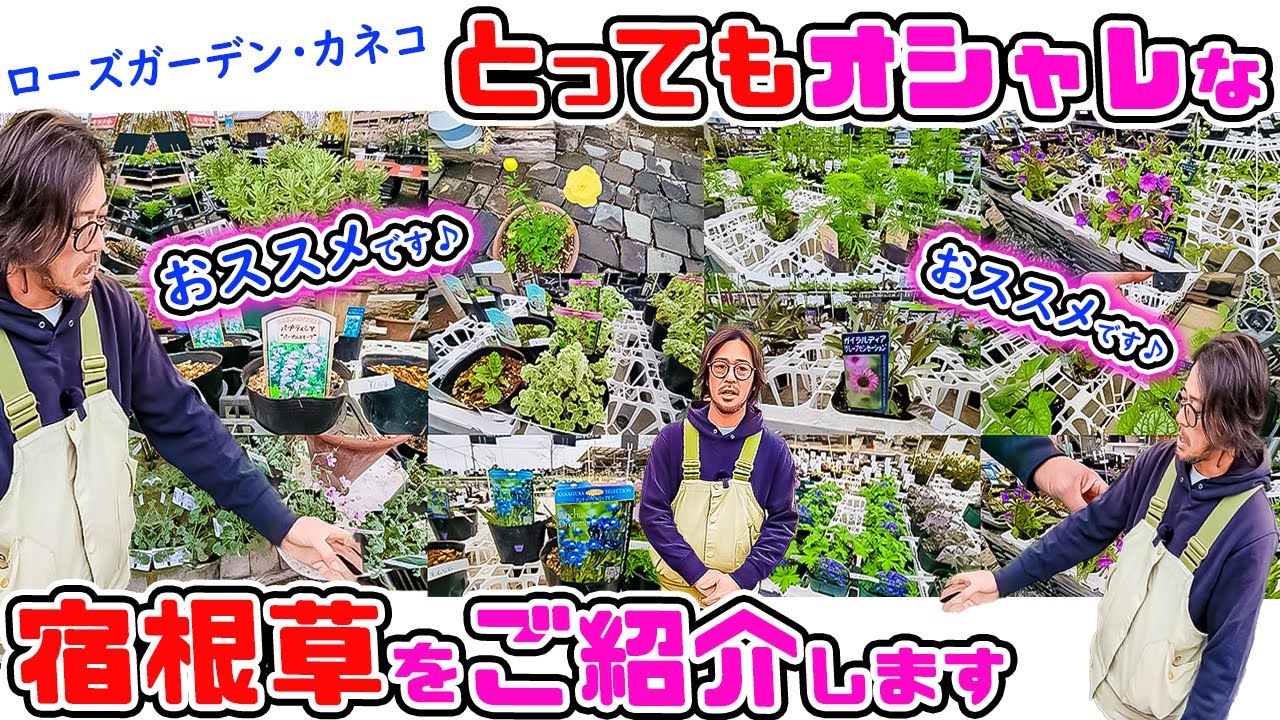 バラと宿根草に癒された～い🌹ローズガーデンカネコ 金子 慎吾さんのおススメ👍【とってもオシャレ～な宿根草🌼】
