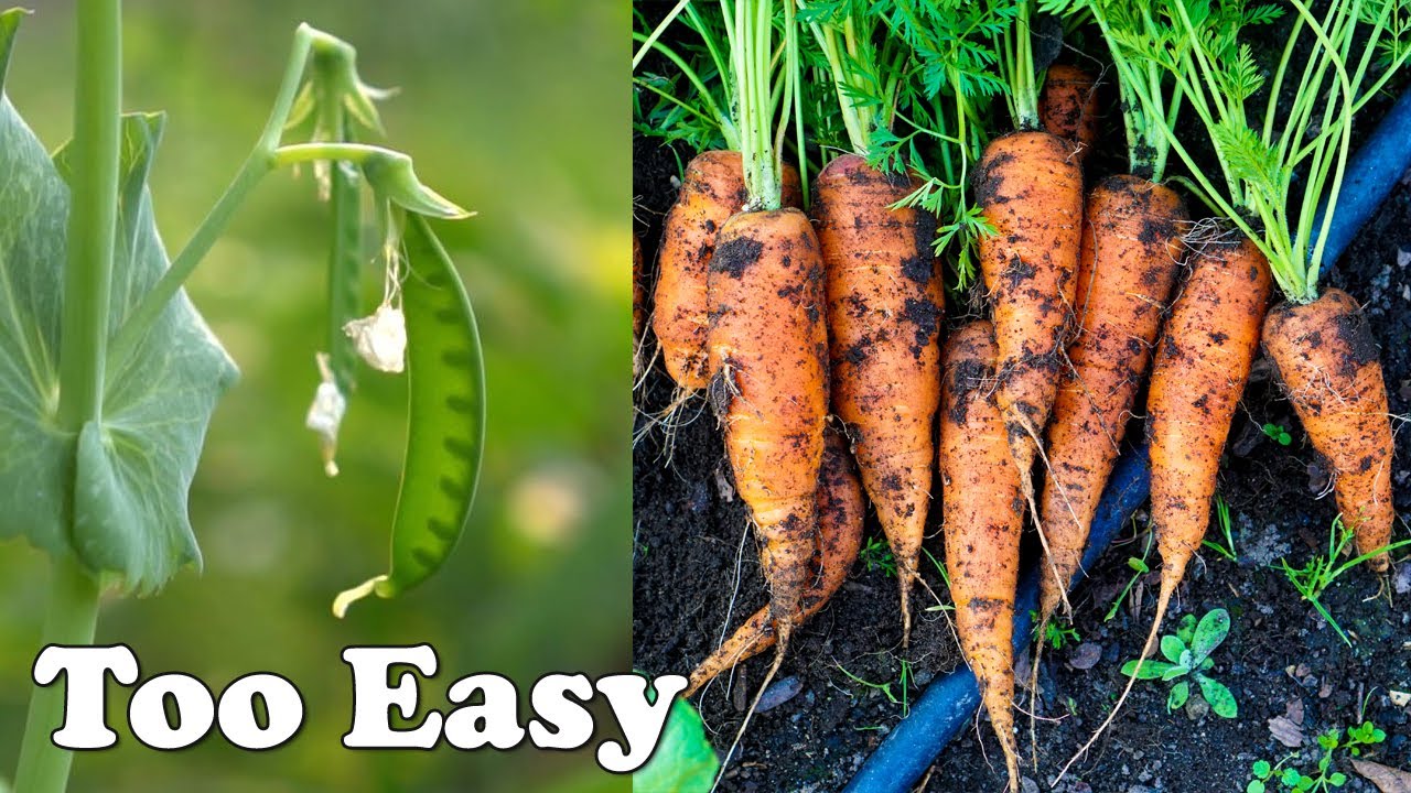 12 Spring Vegetables Too Easy To Grow