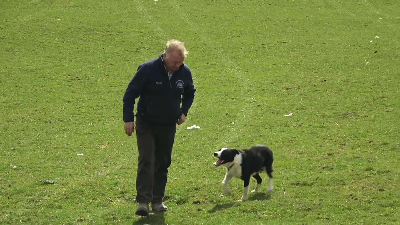 Llangwm Cassi 13months Aled Owen Sheepdogs