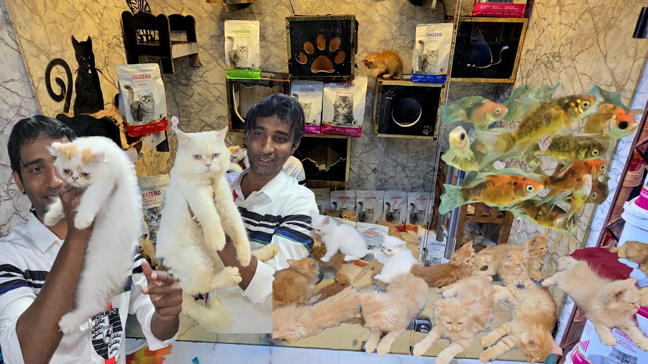 King's fish world pet's hub ka dhamaka offer on Fishe's Cat's & kittens available in Hyderabad