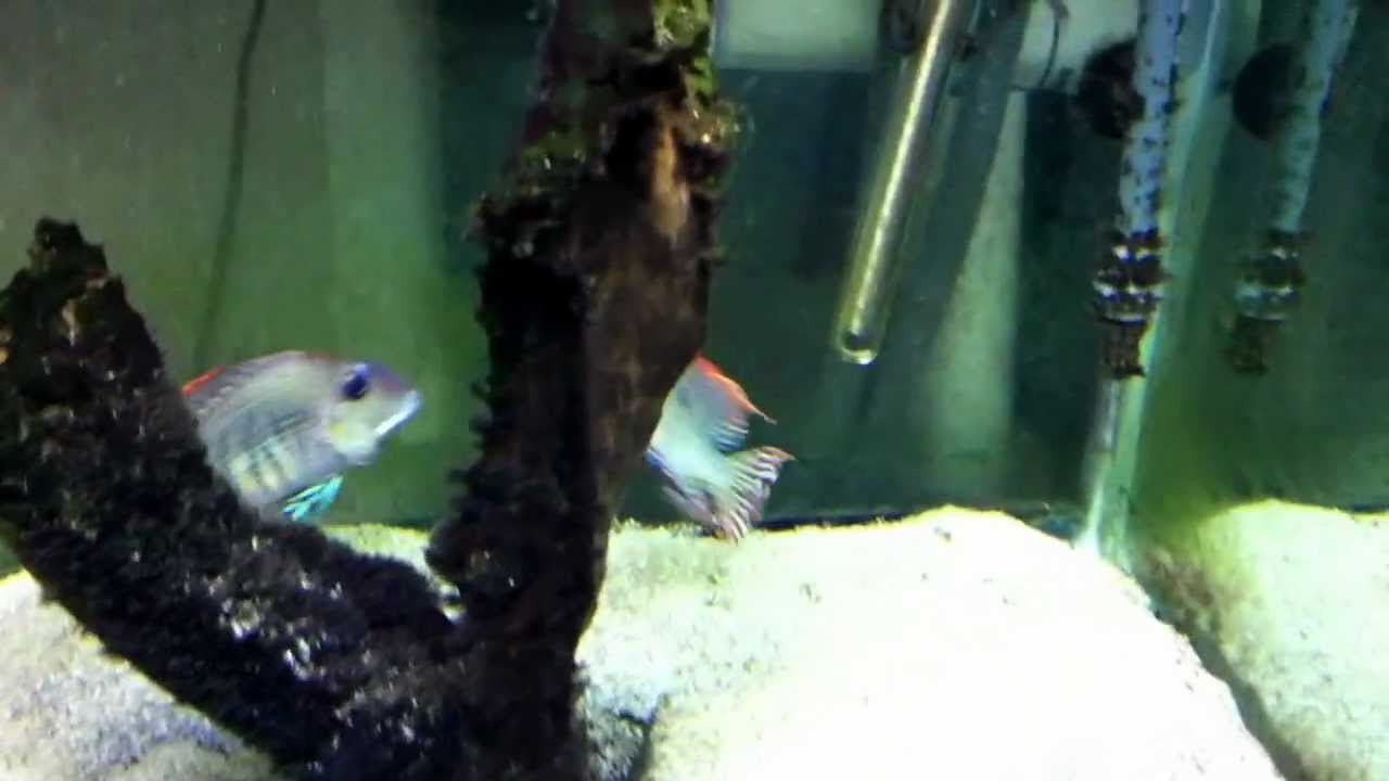 Geophagus Tapajos mating dance
