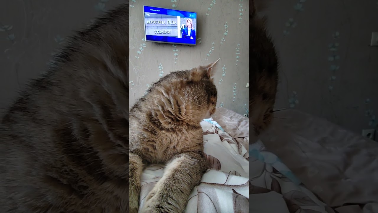 #ямурсик #видосыоткота #cat #моякошка