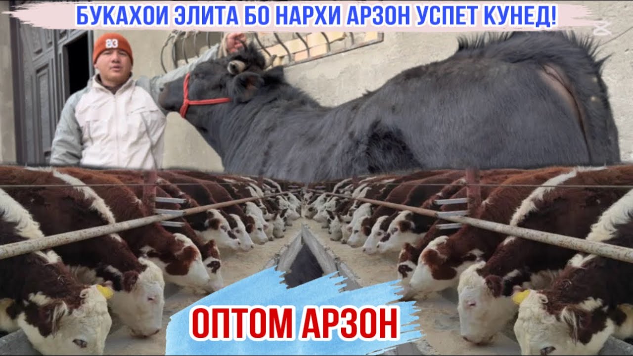 ПАРТИЯИ НАВ БУКАХОИ ЭЛИТА БО НАРХИ АРЗОН 9 февраля 2026 г.