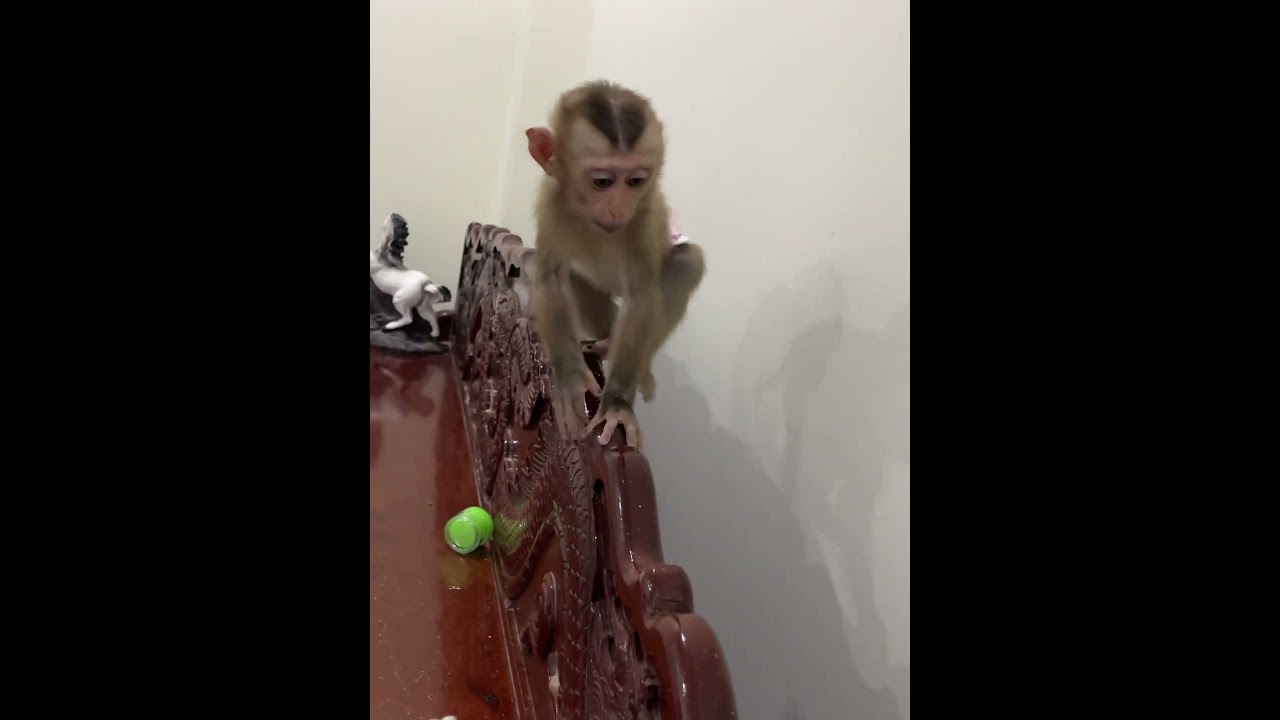 #monkey #naturalmonkey #babymonkey #sweetmonkey #baby #welovemonkey