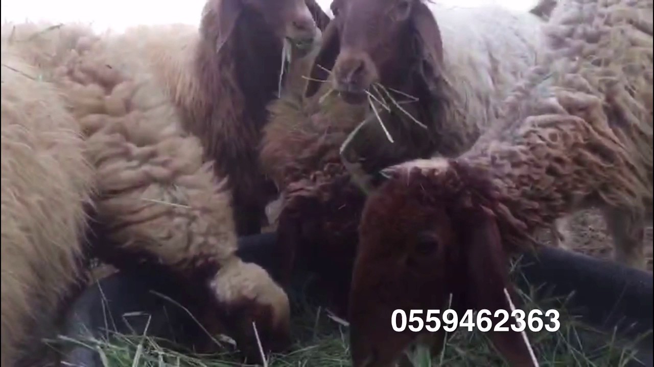 تعليف الغنم بالبونيكام