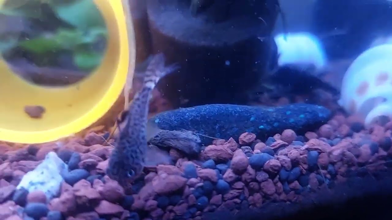 leopard cory