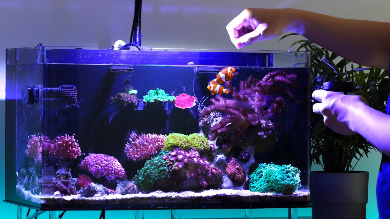 This Nano Tank Is Finally Back To Life - After Fallow Period | Blue Reef Tank