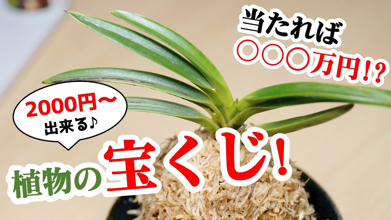 ”超高級品種”を狙え！斑が抜けた観葉植物を買う理由がこちら【富貴蘭の植え替え】