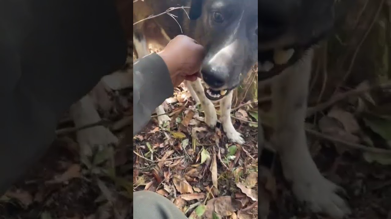 Hunting Dog vs Porcupine &ndash; Injured by Sharp Quills During the Hunt! #animals #wildlife #porcupine
