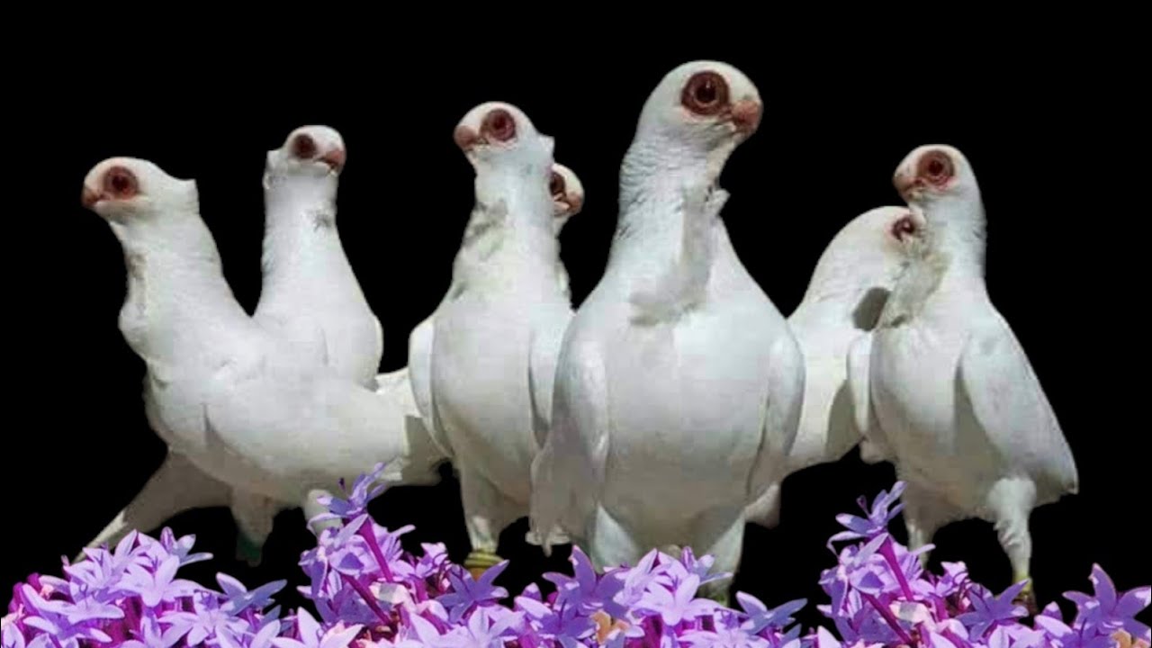 يوميات سطح ارافل قجم