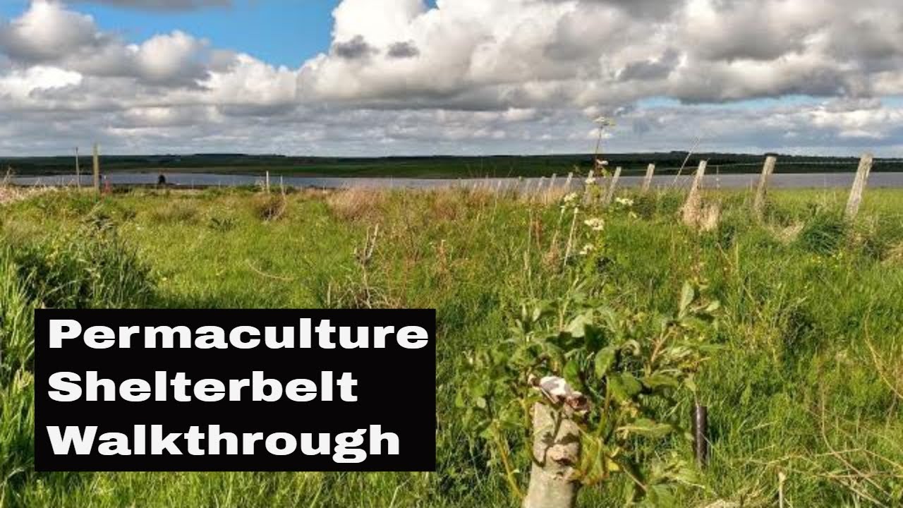 Permaculture design shelterbelt walkthrough on a north facing windy UK site.