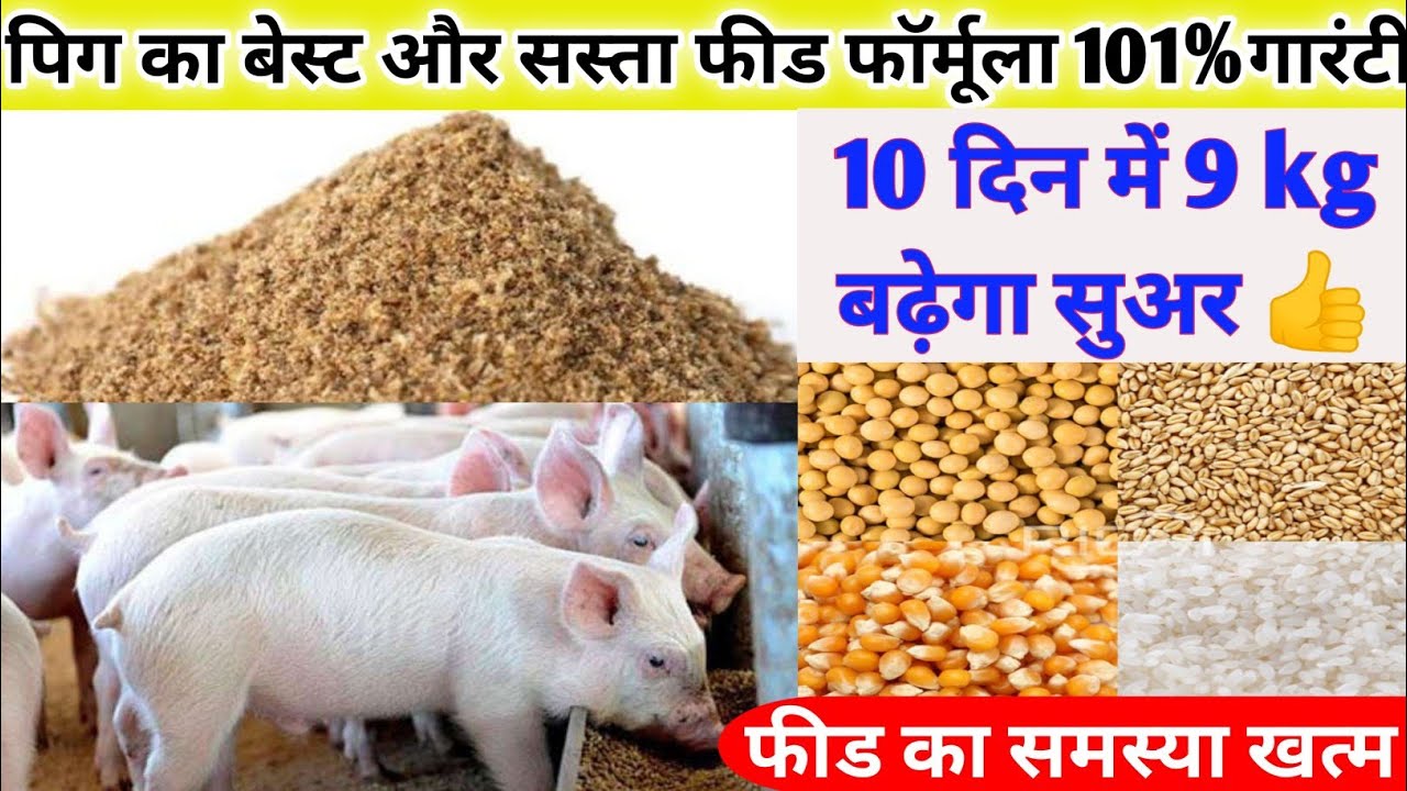 पिग का बेस्ट और सस्ता फीड फॉर्मूला 101% गारंटी || 10 दिन में 9 kg बढ़ेगा सुअर👍 || फीड का समस्या खत्म