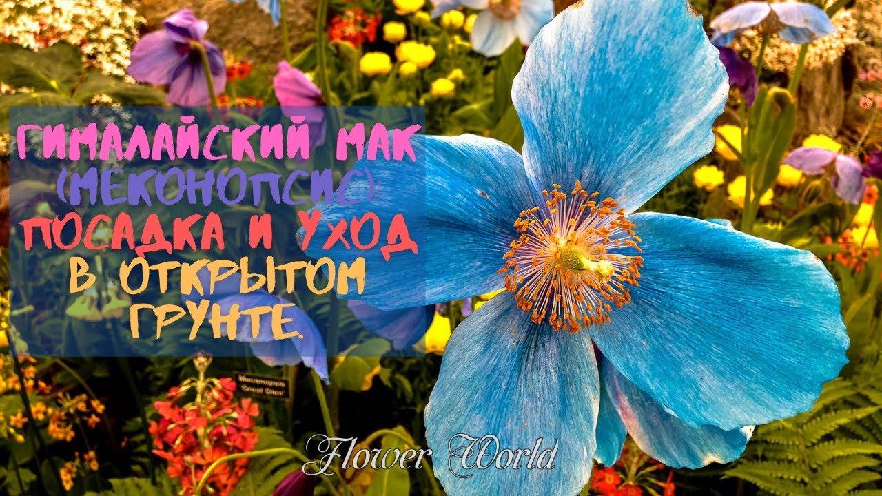 Гималайский мак (меконопсис): посадка и уход в открытом грунте.🌷