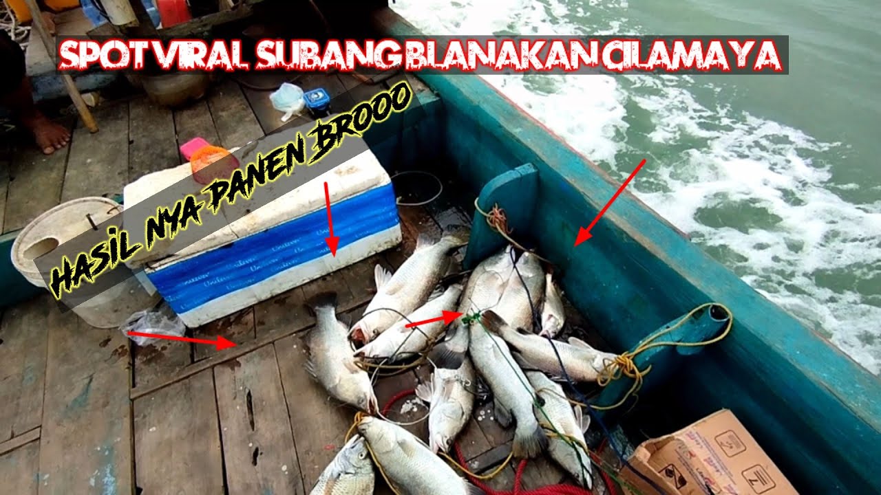 Spot viral Cilamaya Blanakan kembali Panen KAKAP PUTIH/BARRAMUNDI