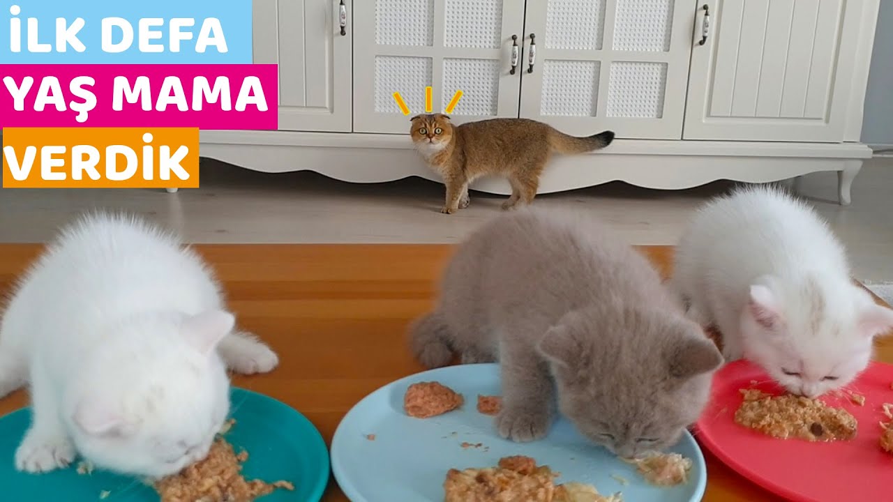 YAVRU KEDİLERİMİZE İLK DEFA YAŞ MAMA VERDİK (Yavru Kediler Yaş Mamaya Bayıldılar)
