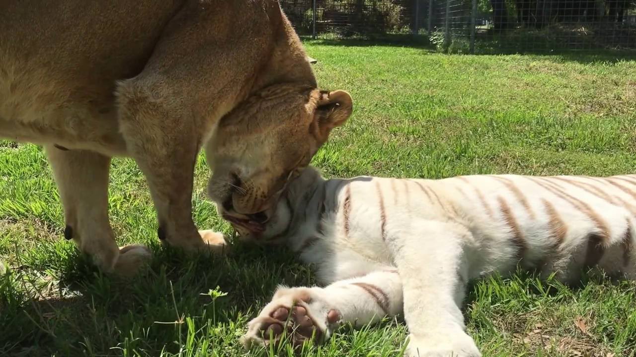 Wildcat Walkabout at Big Cat Rescue April - August 2016