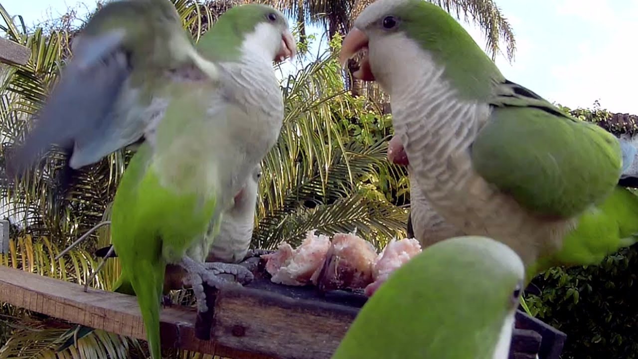 PELEA DE COTORRA ARGENTINA
