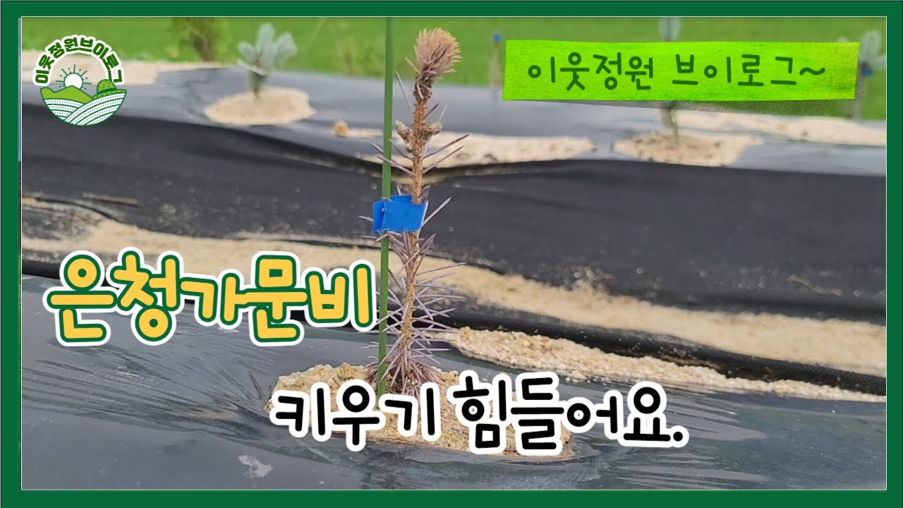 은청가문비 침엽수 키우기