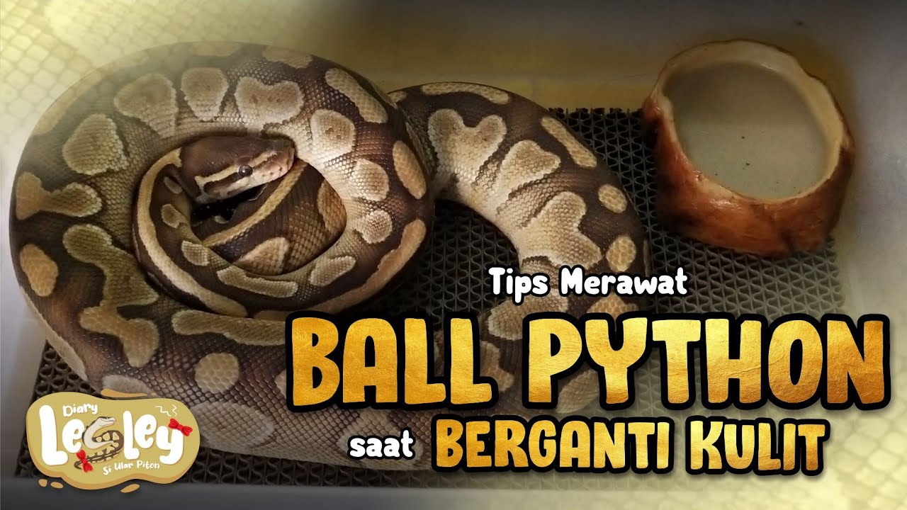 Merawat Ular Ball Piton yang Sedang Ganti Kulit / Shedding
