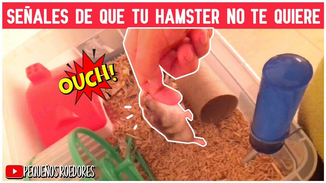Señales de que tu hamster NO te quiere