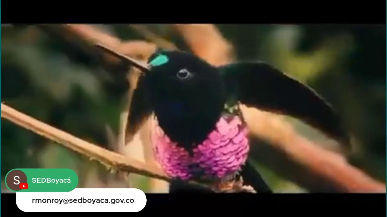 Conmemoración Día del Docente