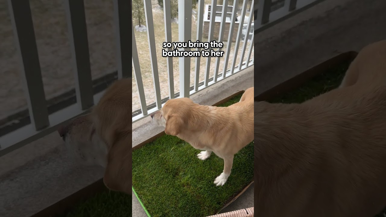 Real Grass Puppy Pee Pads For Your Dog | The Pack