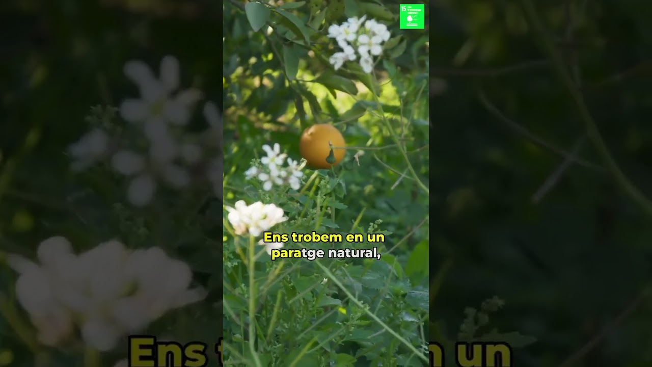 CONEIX LA RUTA DE LA FONT DEL PINAR DE SELLENT