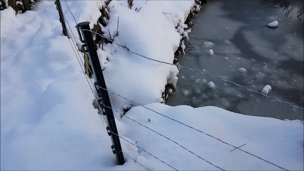 WYDRA w STAWIE, OCZKU WODNYM. PASTUCH ELEKTRYCZNY.