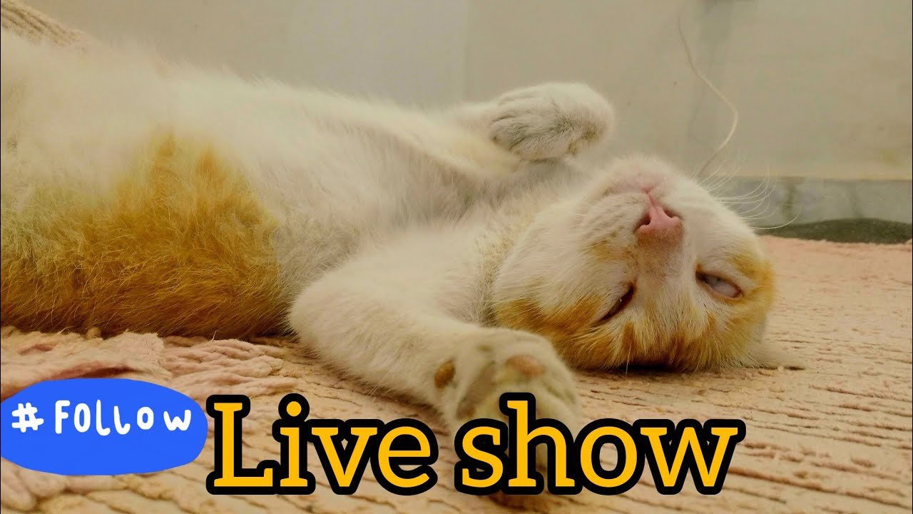 中国猫咪时刻 is live!