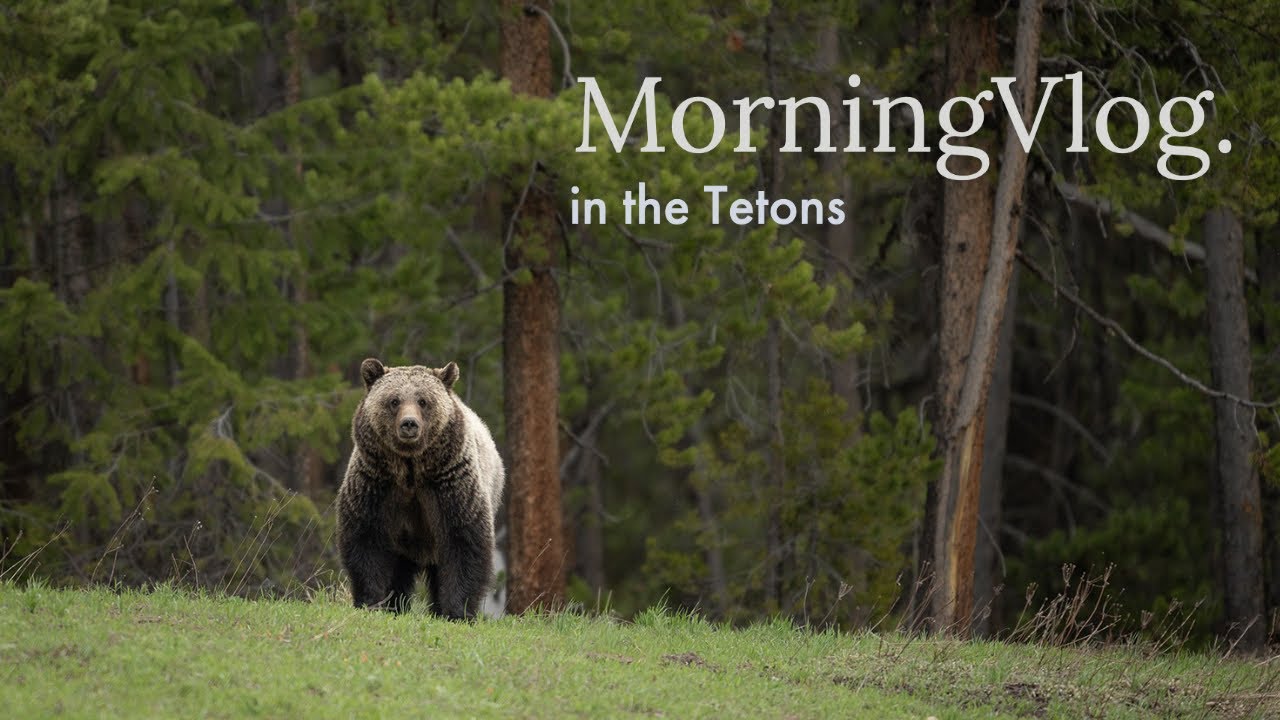 A MorningVlog of Wildlife Photography in the Tetons