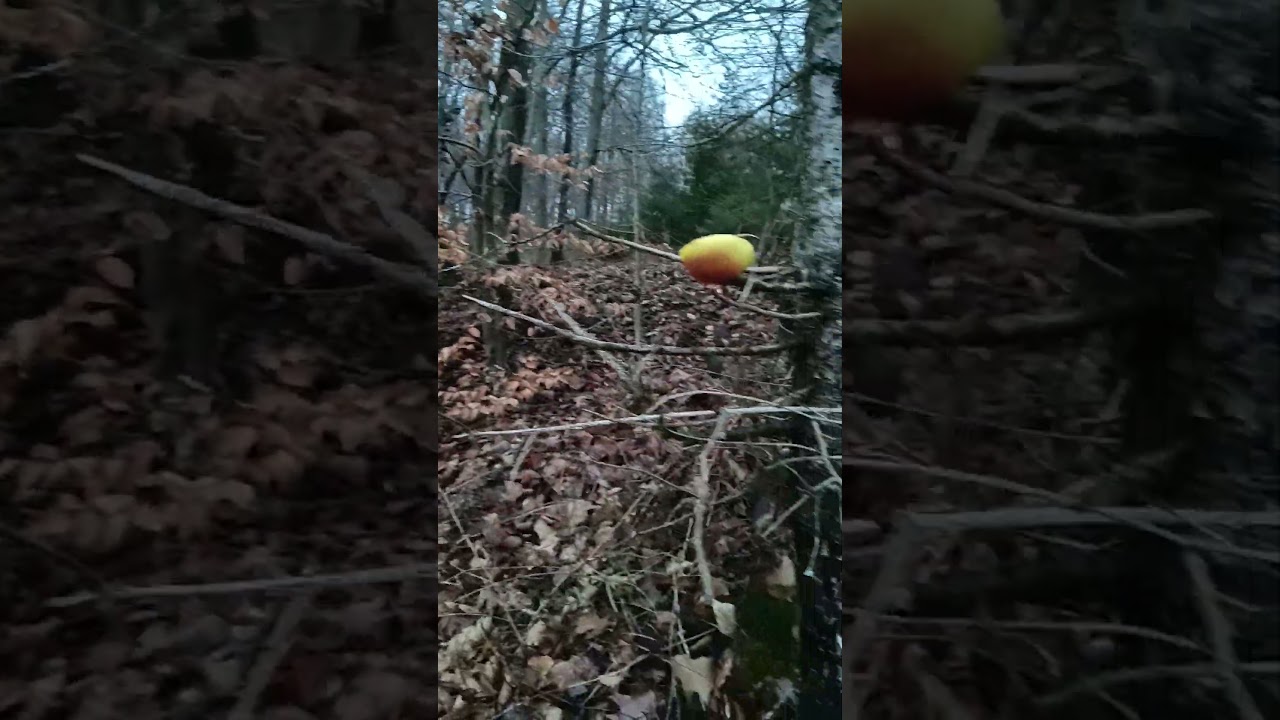 Gl&uuml;ck gehabt - ehrliche Finder im Wald