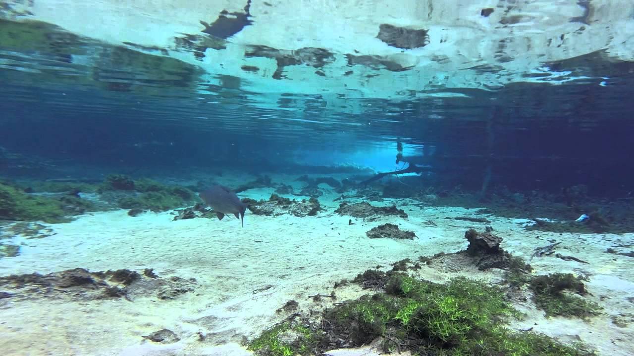 Freshwater Snorkelling in Rio de Plata ( Bonito, Brazil )