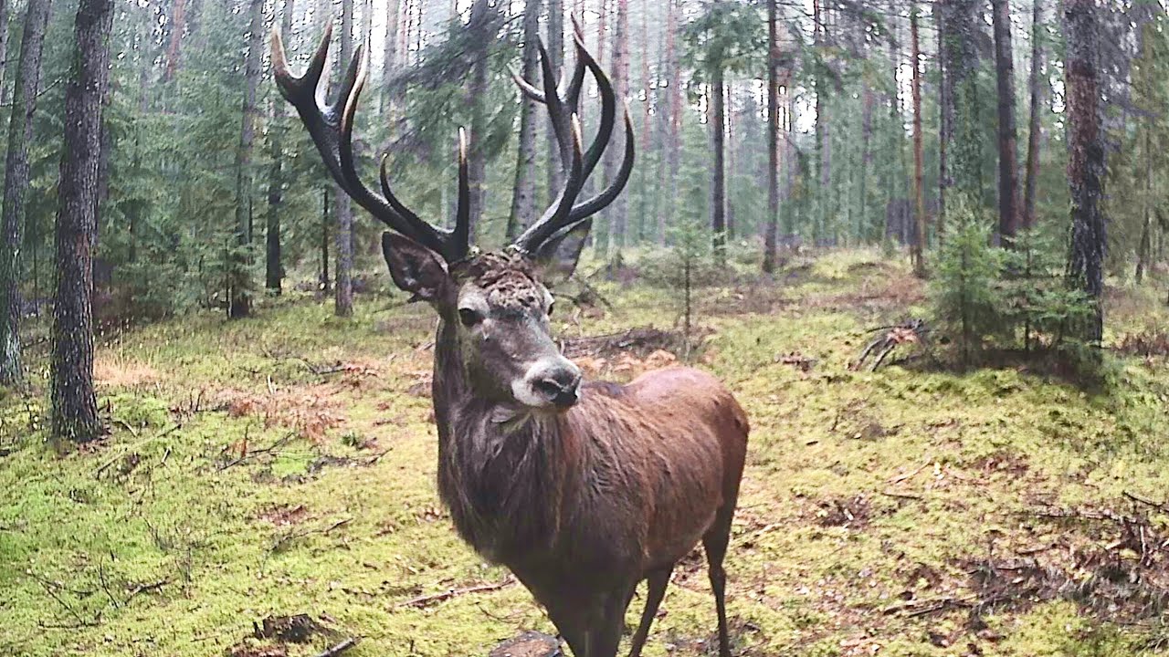 Różne Kadry różnych zwierząt🦌🫎 2025r