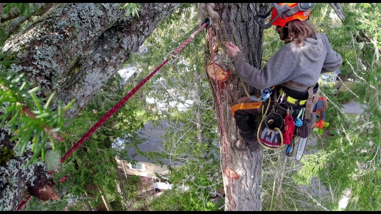 Watch Big Tree Removal in 9 Minutes