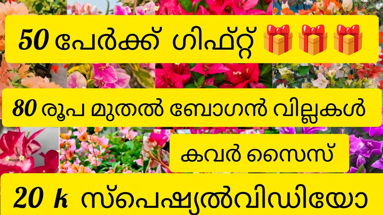 50  പേർക്ക് ഗിഫ്റ്റ് .....🎁🎁🎁 ഓഫർ  വീഡിയോ  20 k  സ്പെഷ്യൽ വീഡിയോ... കവർ  സൈസ്  ബോഗൻ വില്ല ചെടികൾ