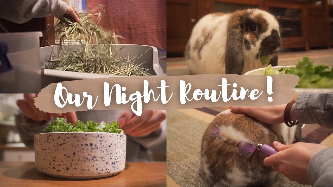 Night Routine With A Bunny
