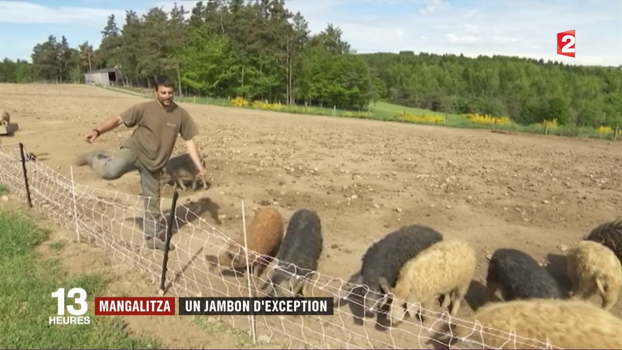 Le porc de Mangalitza, juin 2017