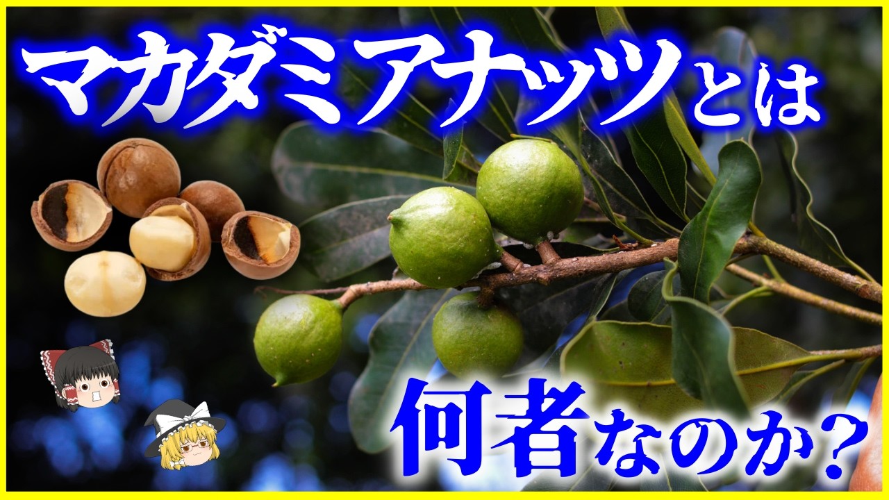 【ゆっくり解説】進化に失敗した植物!?「マカダミアナッツ」とは何者なのか？を解説/ナッツ界の異端児…なぜハワイ土産はマカダミアナッツなのか？