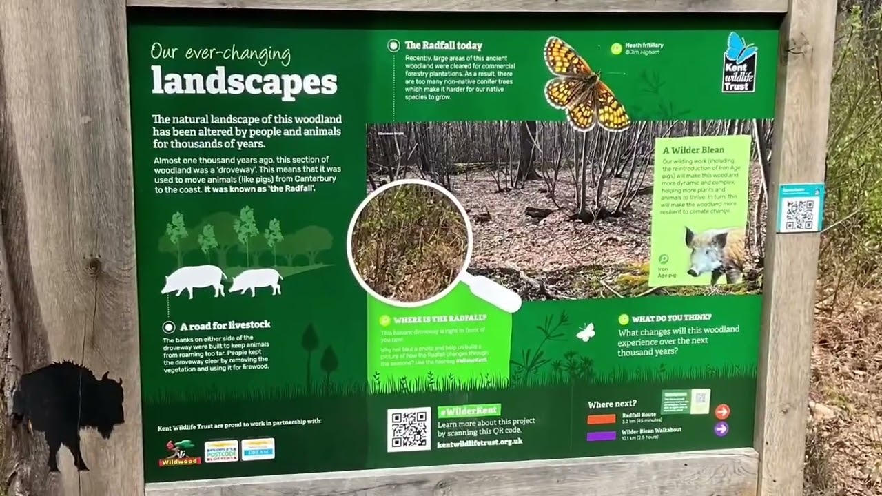 Beautiful Woodland Ambience, Wilder Blean - The Wild Art Trail in Spring