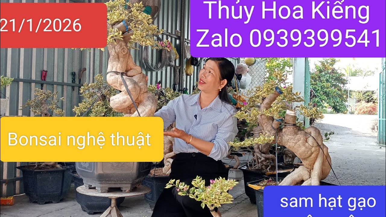 21/1 /2026 Thủy Hoa Kiểng giao lưu hoa giấy đẹp bonsai nghệ thuật và mini ,cây ngâu ,sam gạo