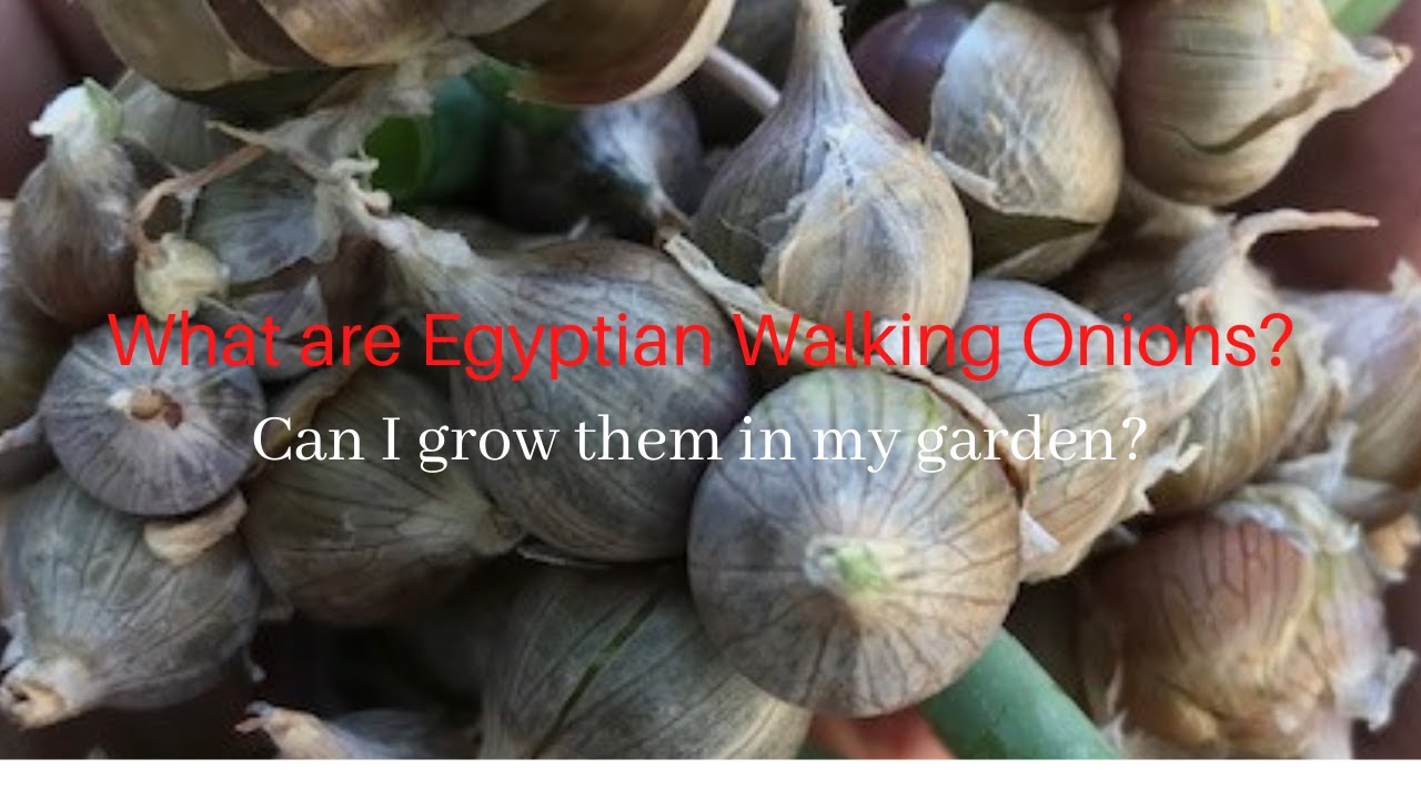 What are Egyptian Walking Onions, Vlog #18