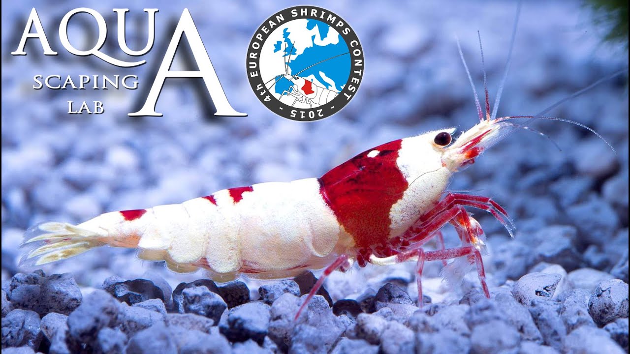 4th European Shrimps Contest Petsfestival (caridina e neocaridina) by Aquascaping Lab PARTE 2