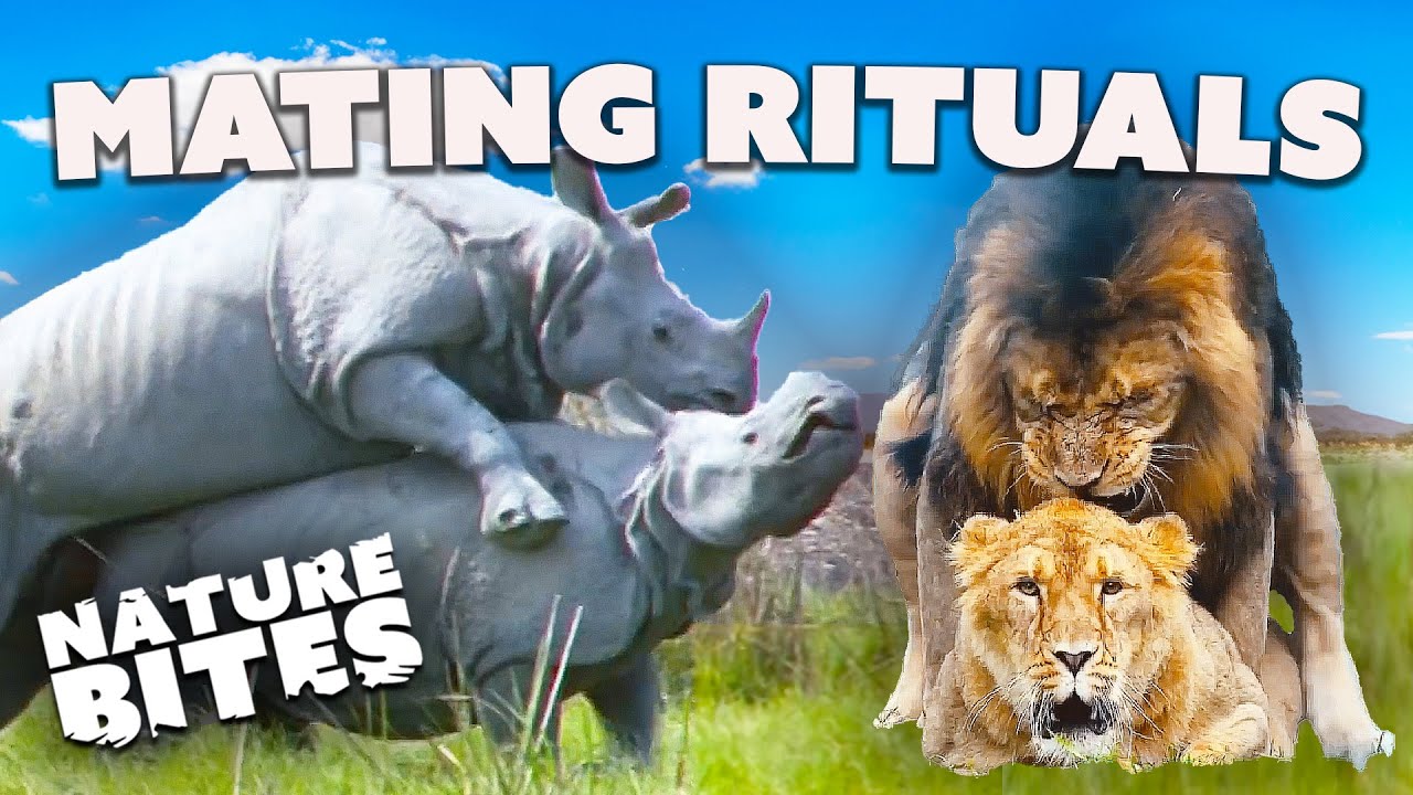 Love in the Wild: Animal Mating Rituals | Nature Bites