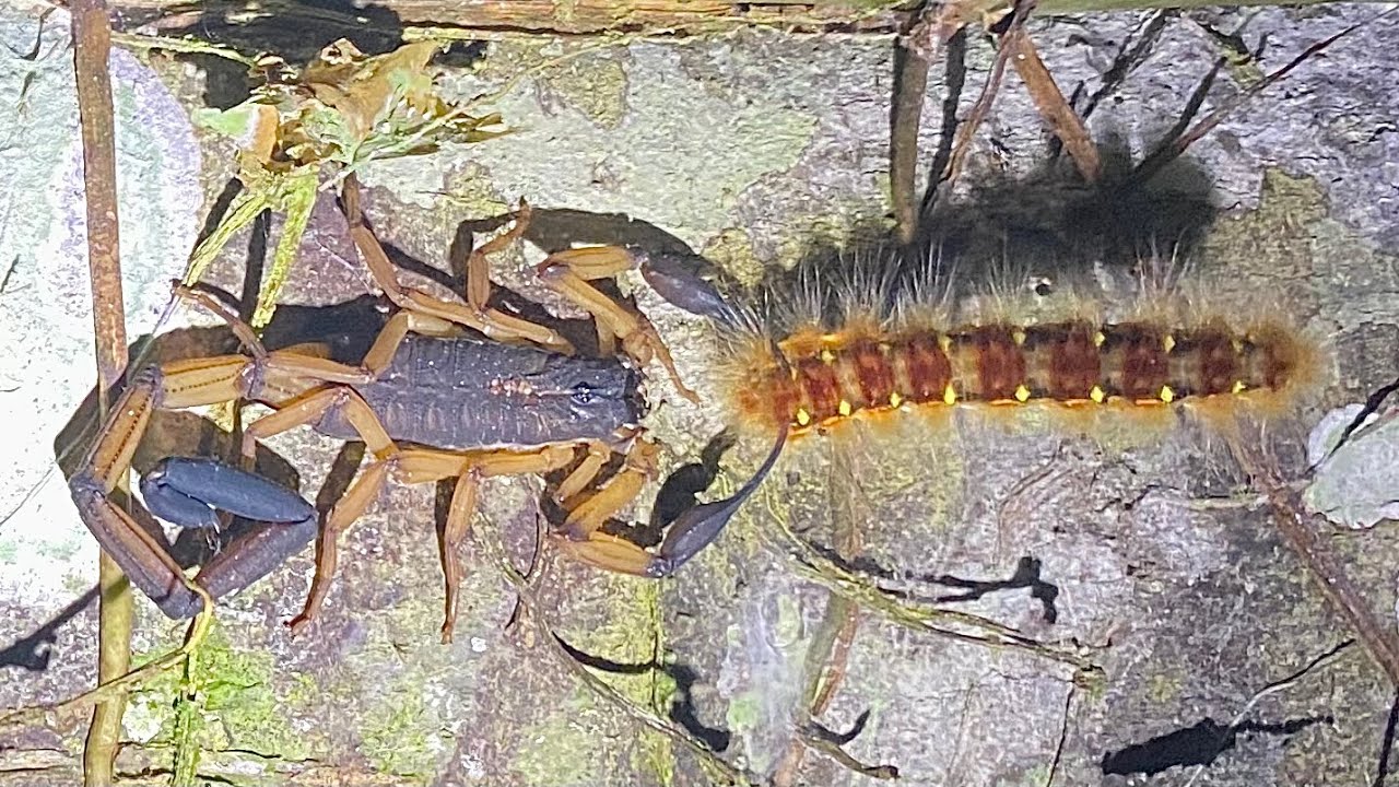 Relocating Bark Scorpions in Panama