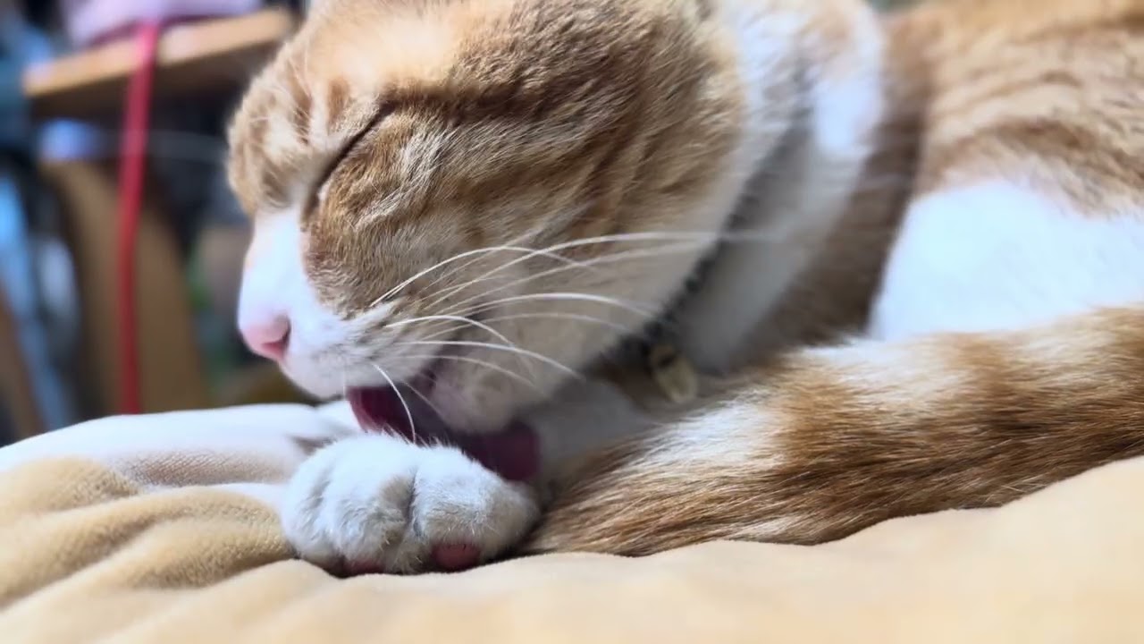 先住猫がよく使っていたクッションをちゃこが使ってくれました。