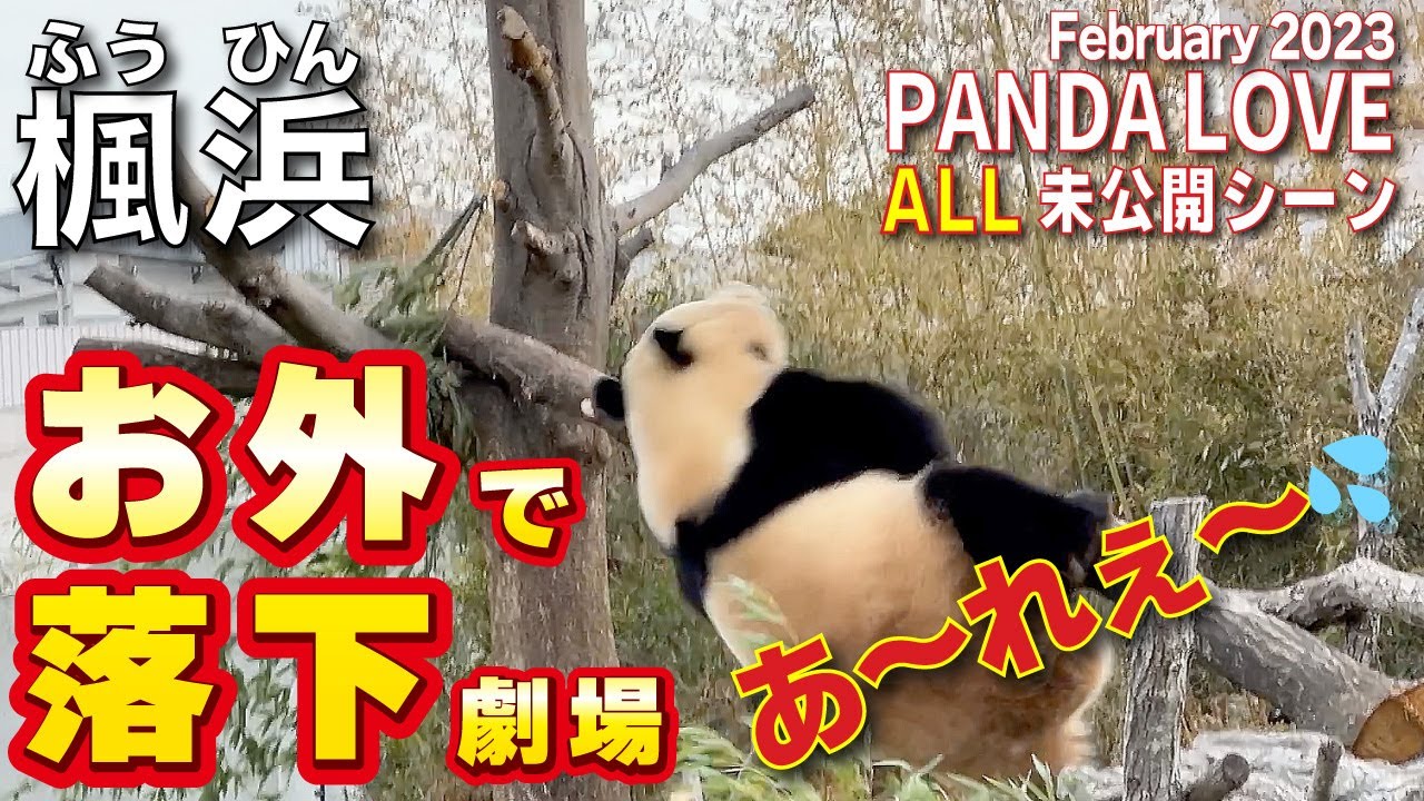 【楓浜（ふうひん）】激オコぷんぷんの後お外に出て今度は落下😅2才の楓🍁ちゃんが走る姿も激カワ😍思い出のALL未公開映像🎞️