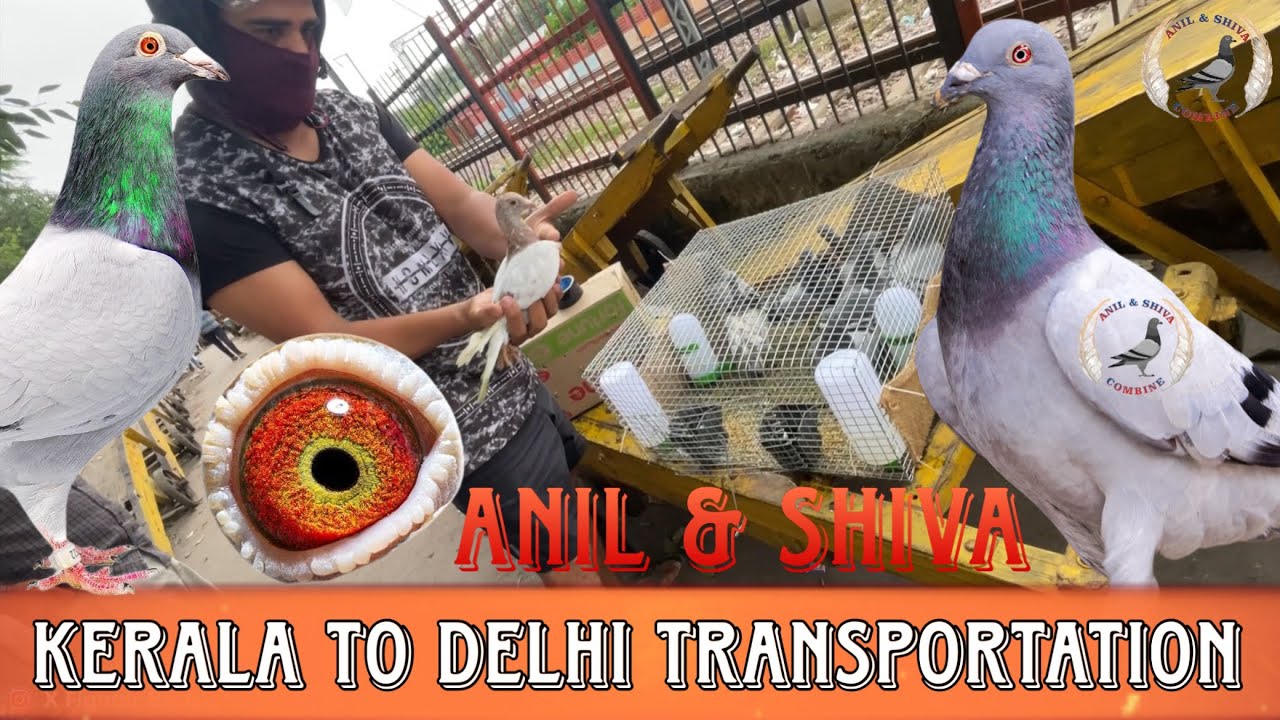 Kerala To Delhi Transportation ￼| X Fighter Birds | Anil & Shiva 