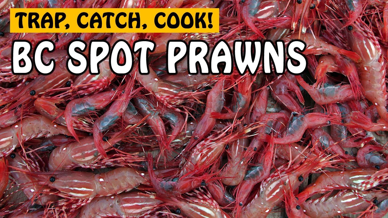 Trap, Catch and Cook BC Spot Prawn ft. @PailinsKitchen | Fishing with Rod